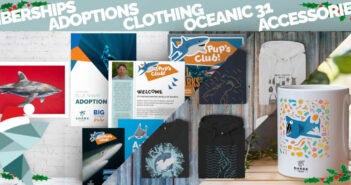 Christmas Gift Ideas for Shark Lovers Shark Trust Christmas Ideas