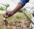 Tree Planting