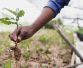 Tree Planting for Watershed Health and Climate Change Resiliency – London, Ontario