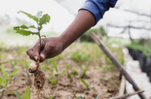 Tree Planting