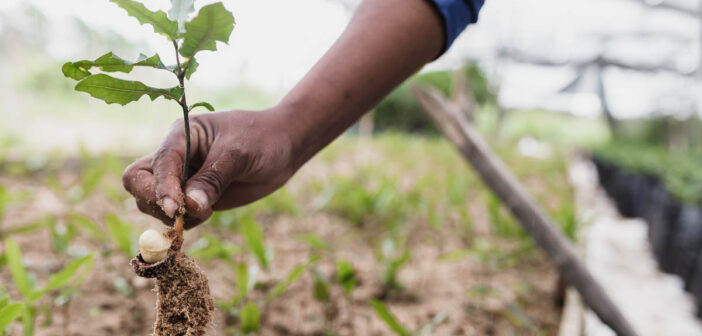 Tree Planting