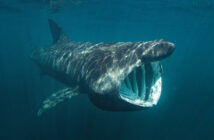 Basking Shark