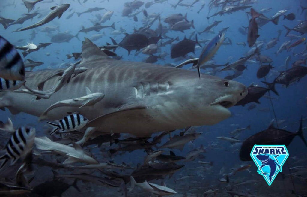 Coral Coast Divers Fiji