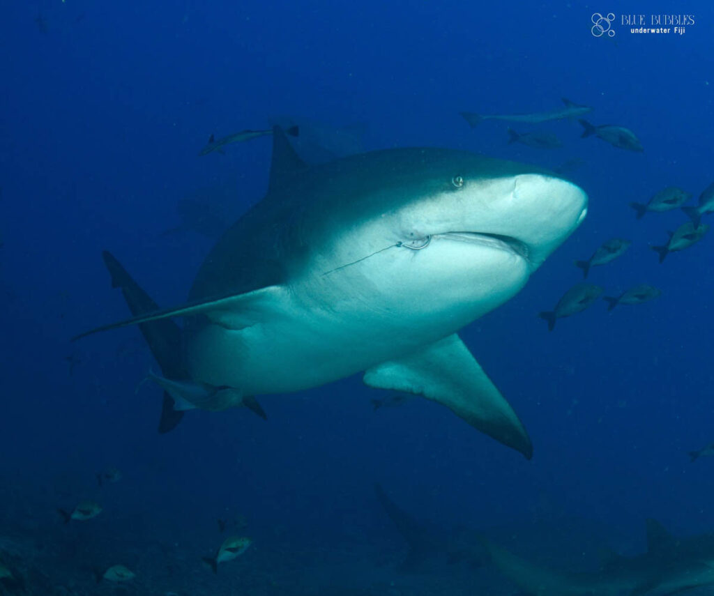 Coral Coast Divers Fiji