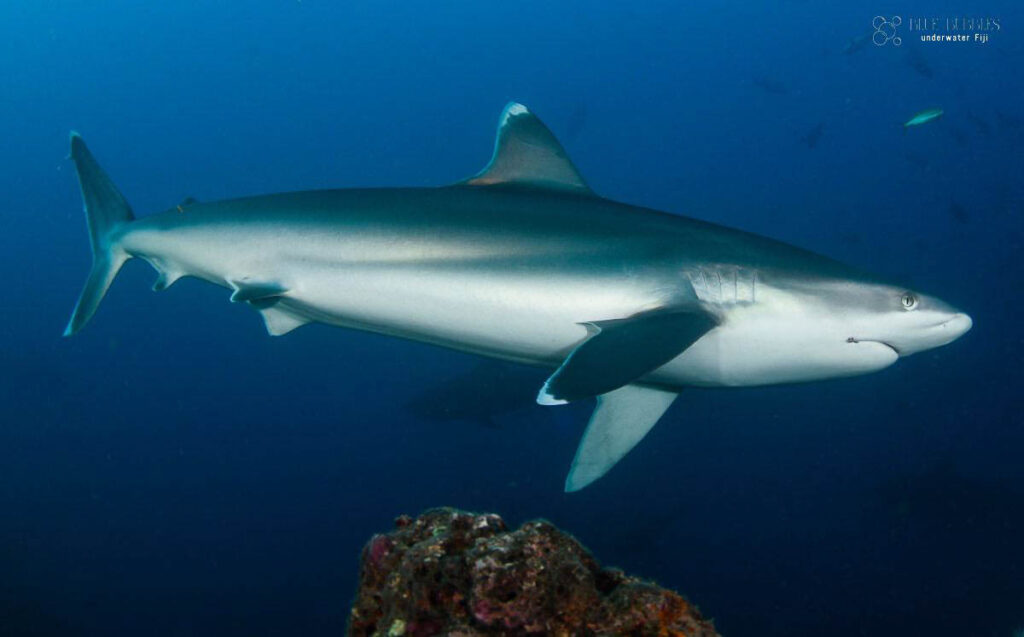 Coral Coast Divers Fiji
