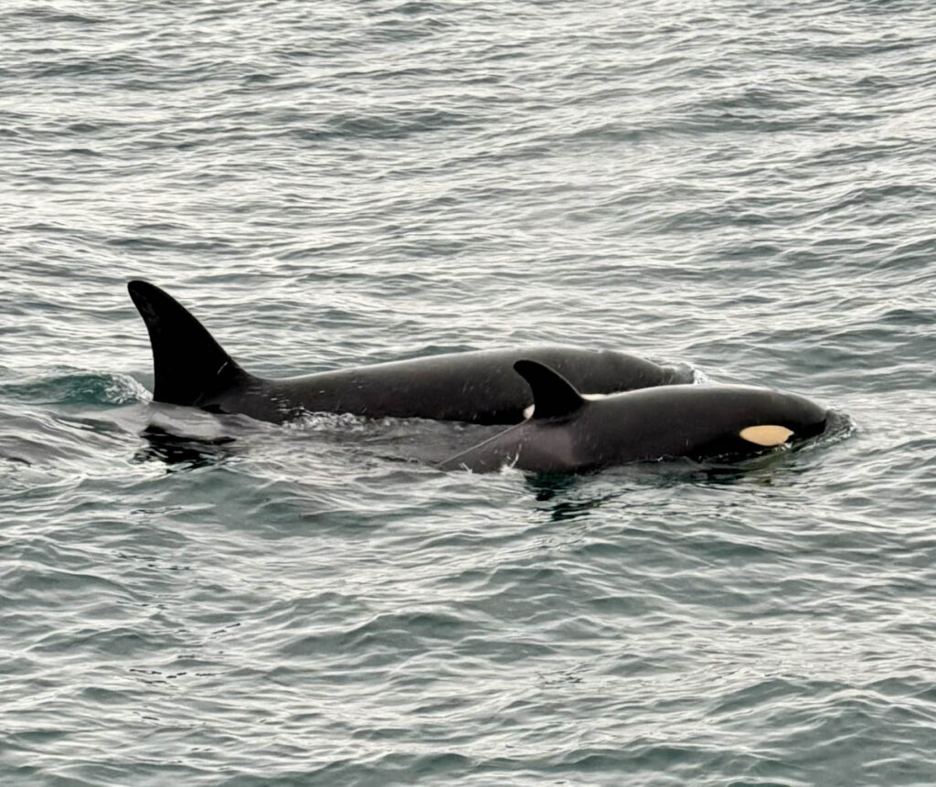 RNLI Orca