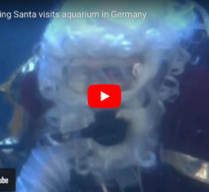 Scuba Diving Santa Visits Aquarium in Germany