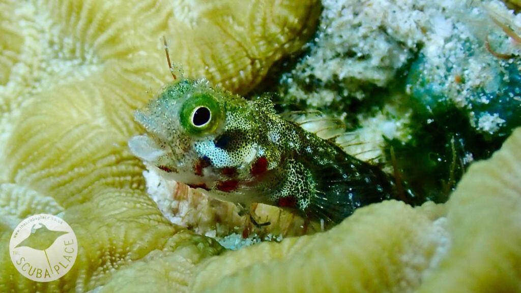 The Scuba Place Bonaire