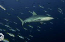 The Scuba Place - Maldives Trip Report