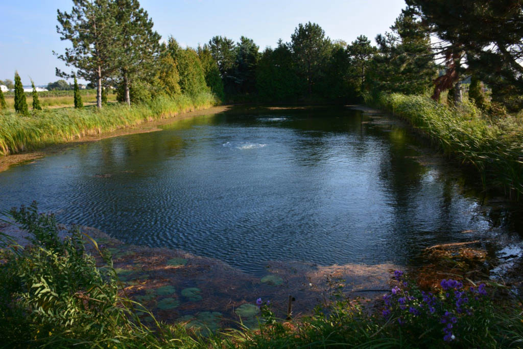 Erinn's Farm Pond