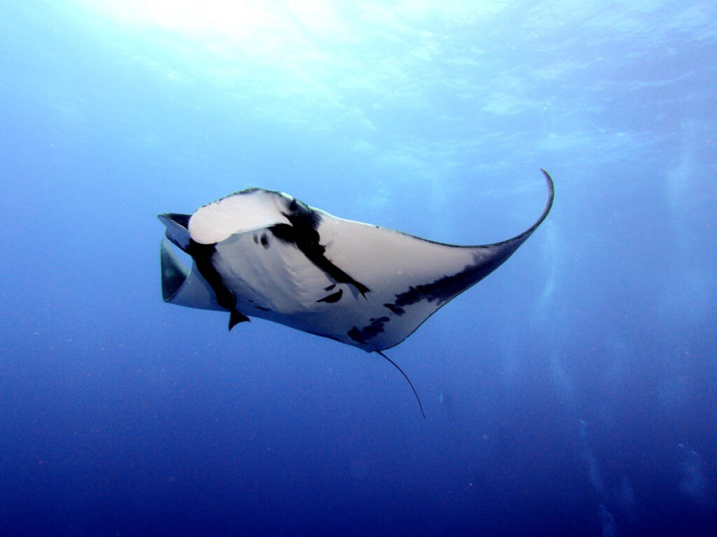 Manta Ray