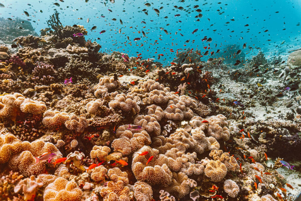 Rainbow Reef, Fiji