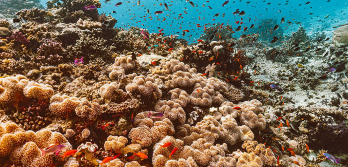 Exploring Fiji's Enchanting Underwater Kingdom - The Scuba News