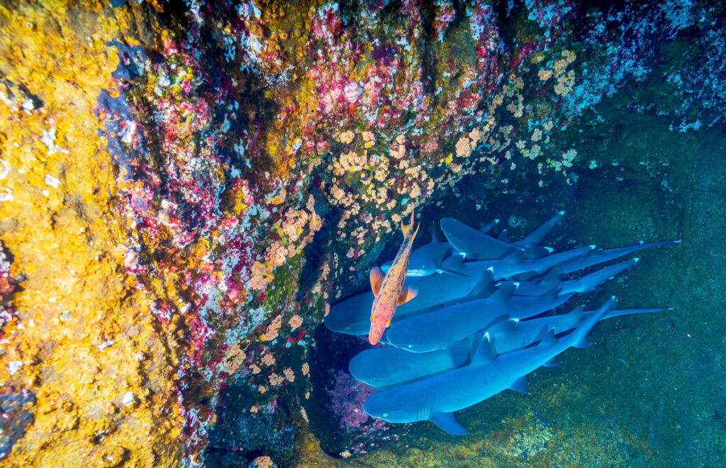 Revillagigedo Islands, Mexico