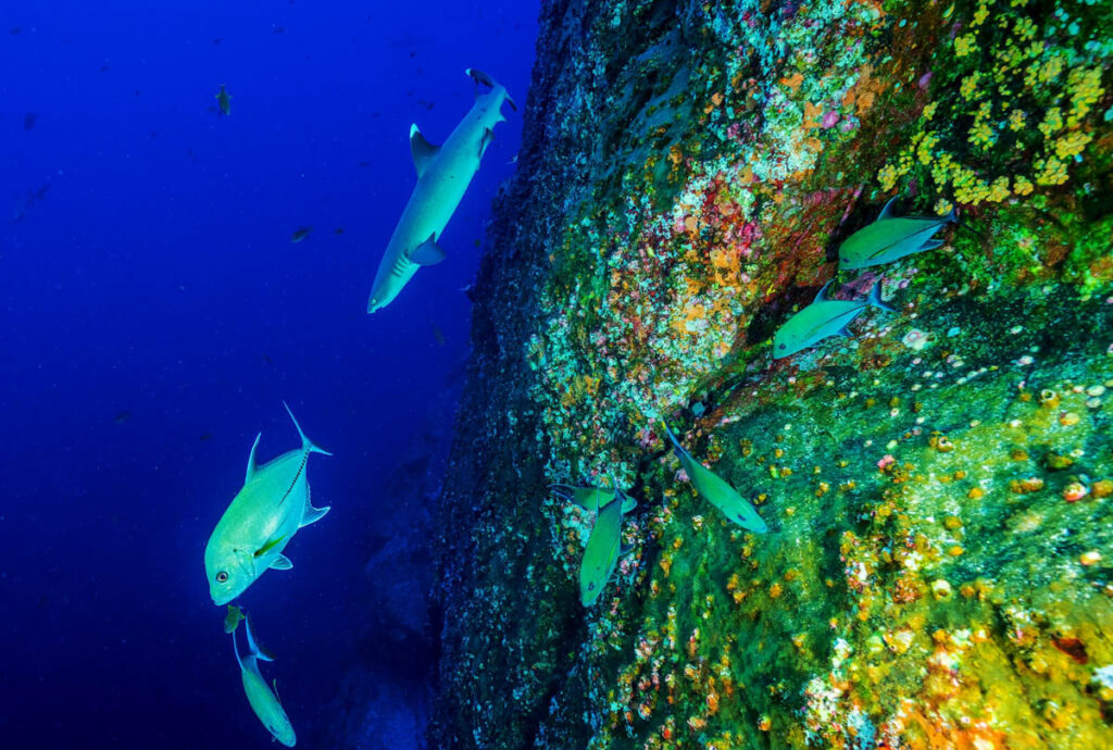 Revillagigedo Islands, Mexico