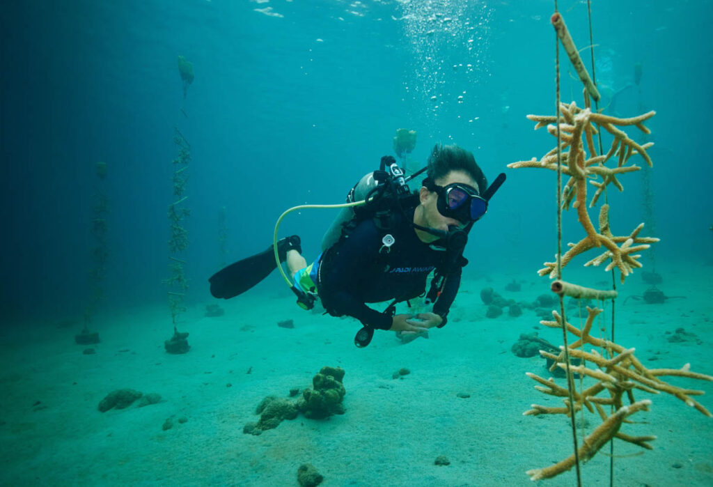 Sandals Foundation Coral Restoration