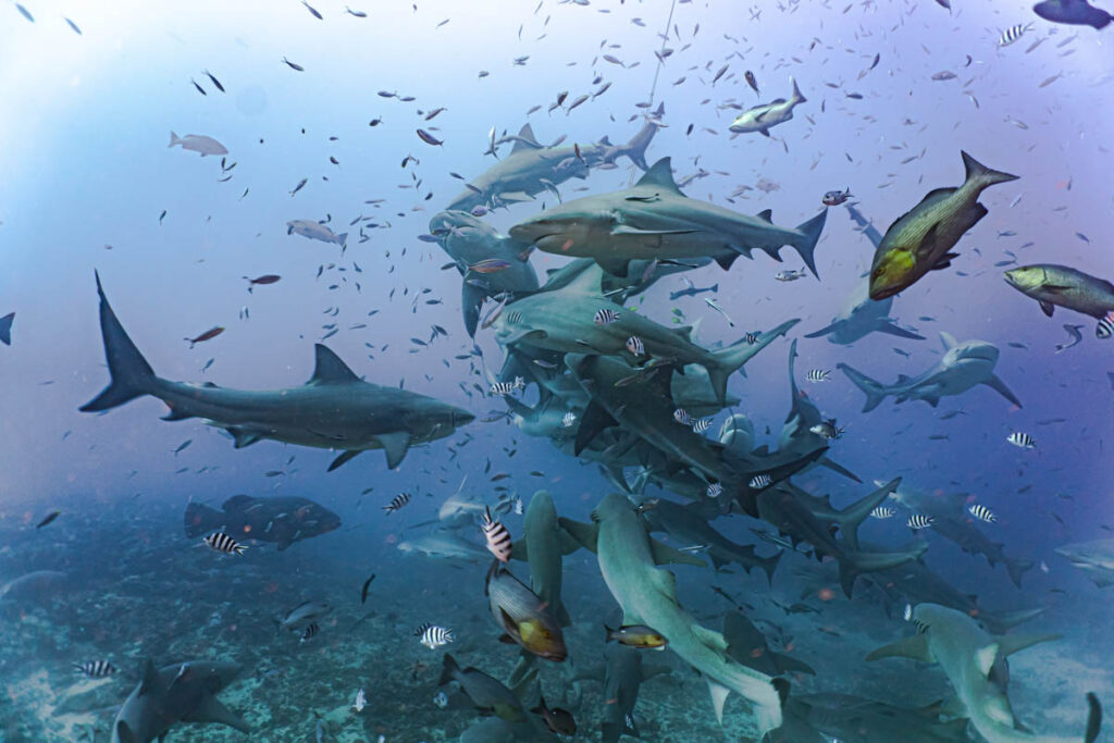 Shark Diving, Beqa Lagoon, Fiji