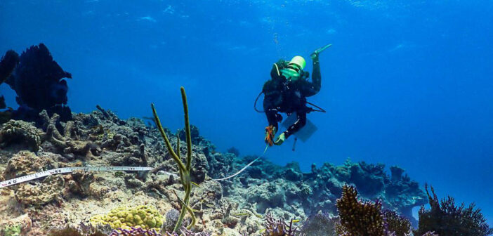 Researchers Assess Florida Keys Coral Health Following Marine Heat Wave