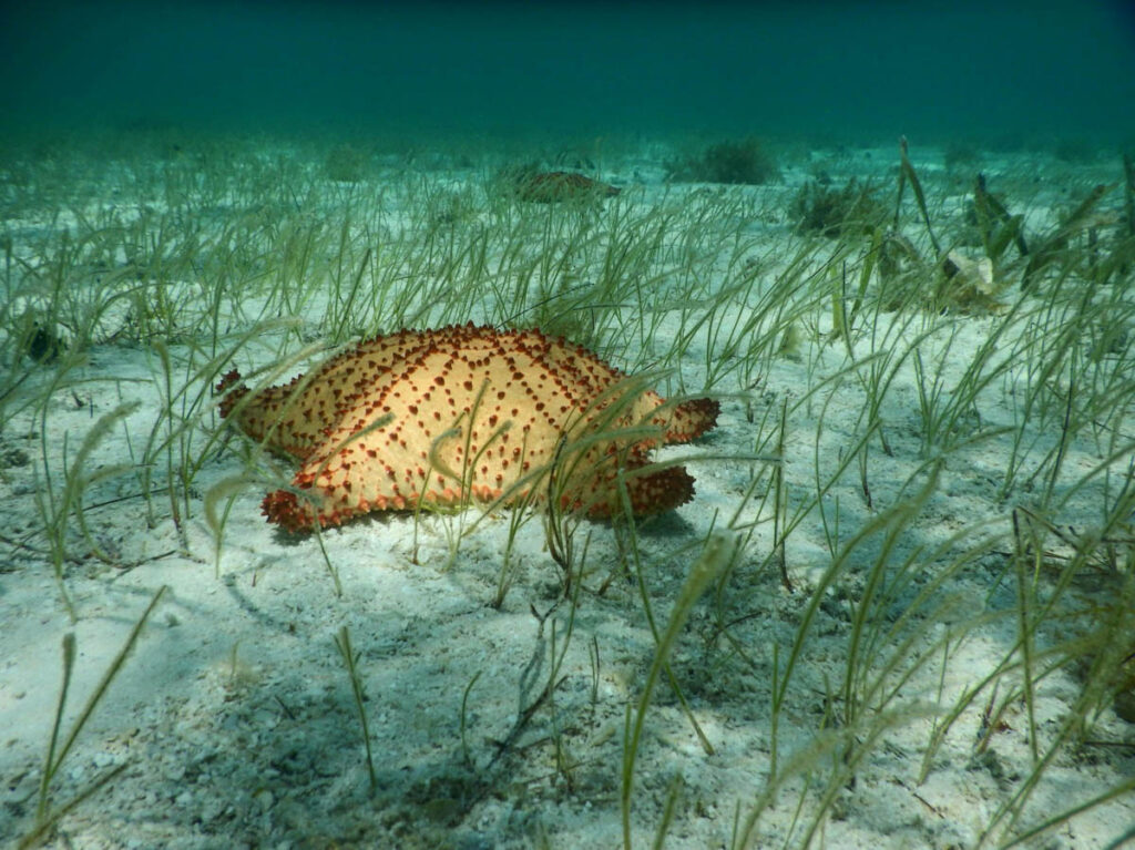 Belize