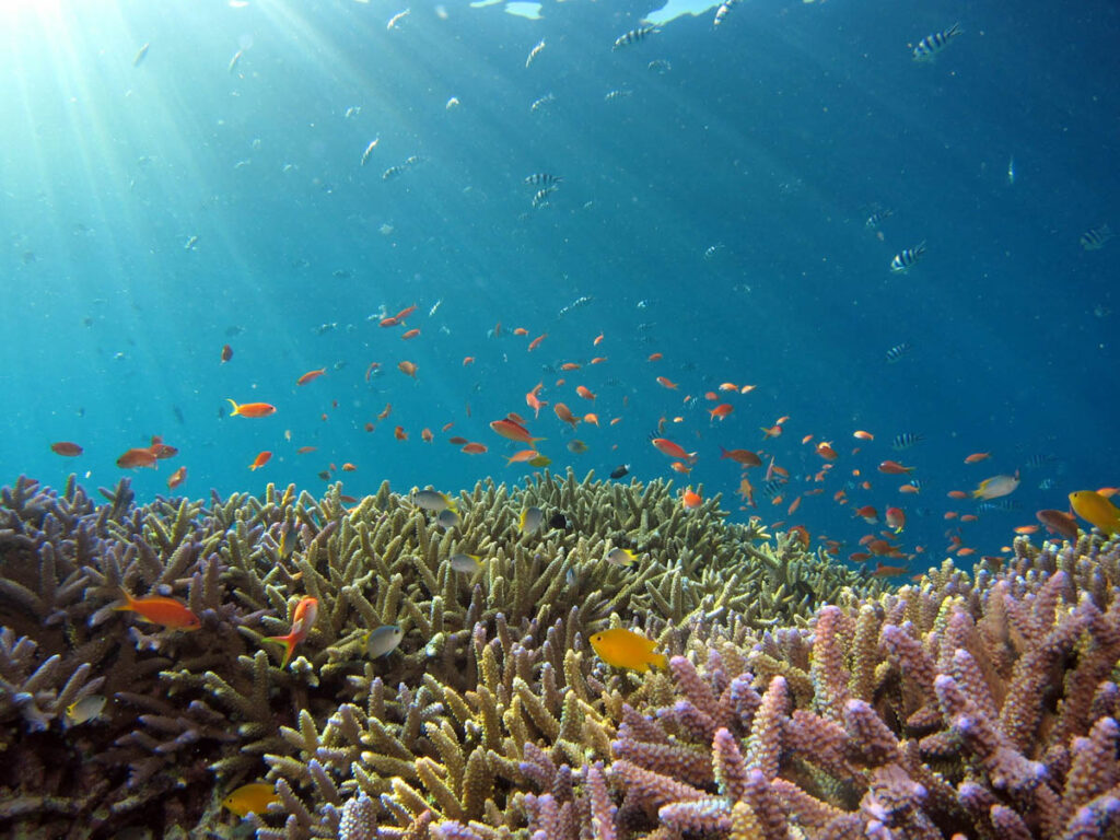 Iriomote Island, Okinawa Sea