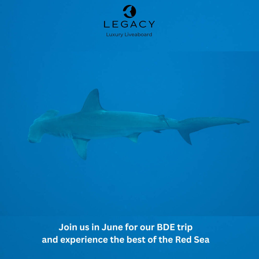 Legacy Liveaboard, Red Sea