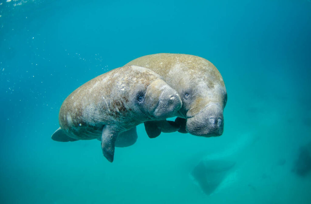 Manatee