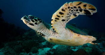 Exploring the Depths: Top Scuba Diving Destinations in April