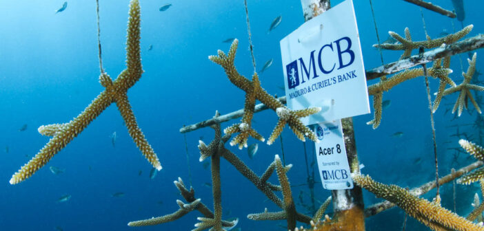 Reef Renewal Foundation Curacao Receives Donations from Kooyman and MCB Bank to Support Coral Conservation Efforts