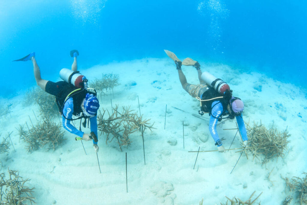 Reef Renewal Curacao