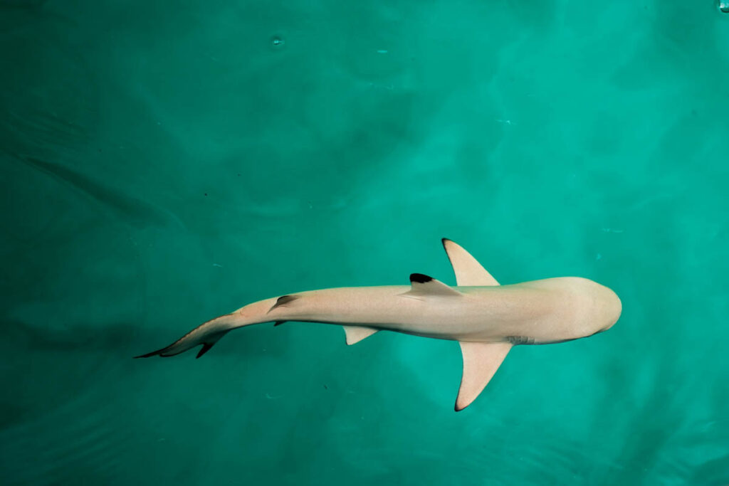 Reef Shark