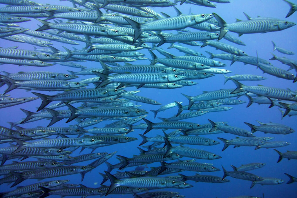 School of Fish