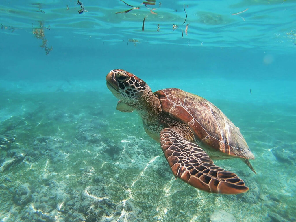 Sea Turtle