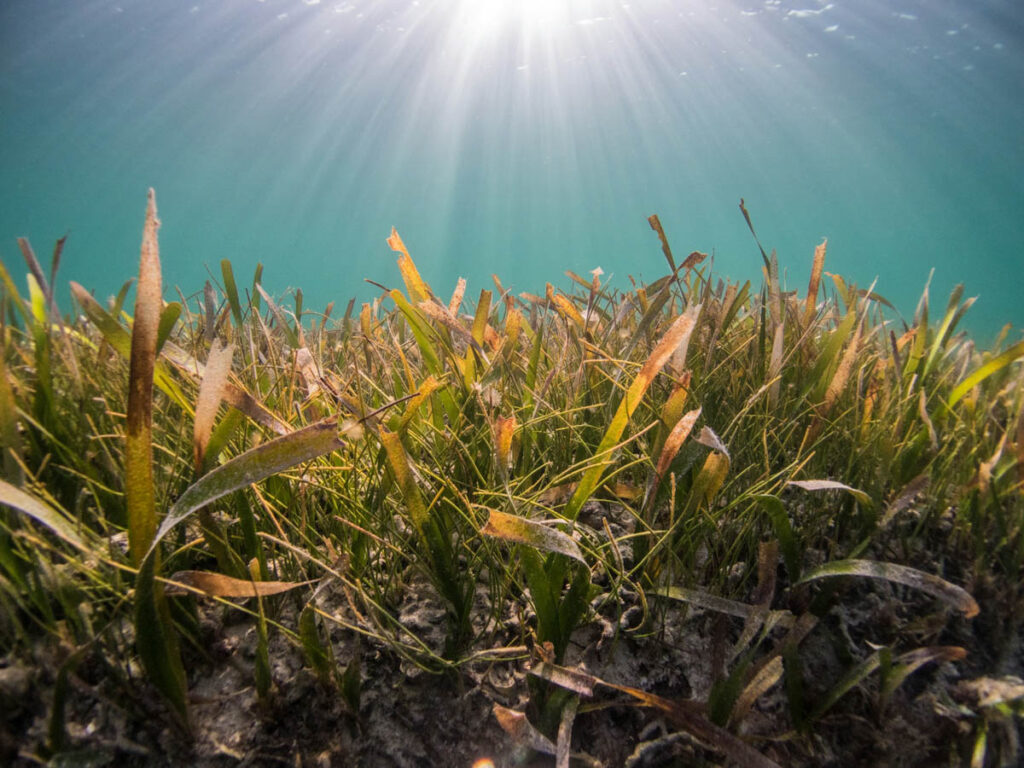 Seagrass