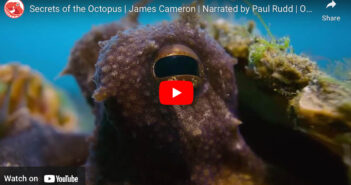 New TV Mini Series: Secrets of the Octopus
