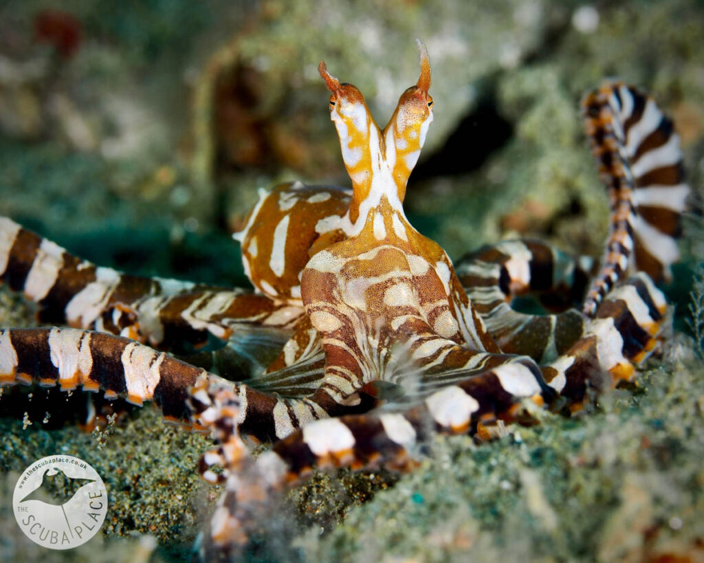 The Scuba Place - Ambon Spice Island, Indonesia