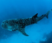 Dive with Giants: Swimming with Whale Sharks Around the World