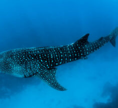 Dive with Giants: Swimming with Whale Sharks Around the World