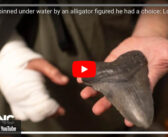 Scuba Diver In South Carolina Attacked by Alligator