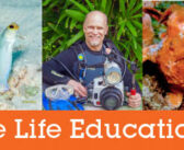Buddy Dive Announces Marine Life Education Event