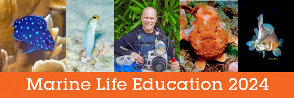 Buddy Dive Announces Marine Life Education Event