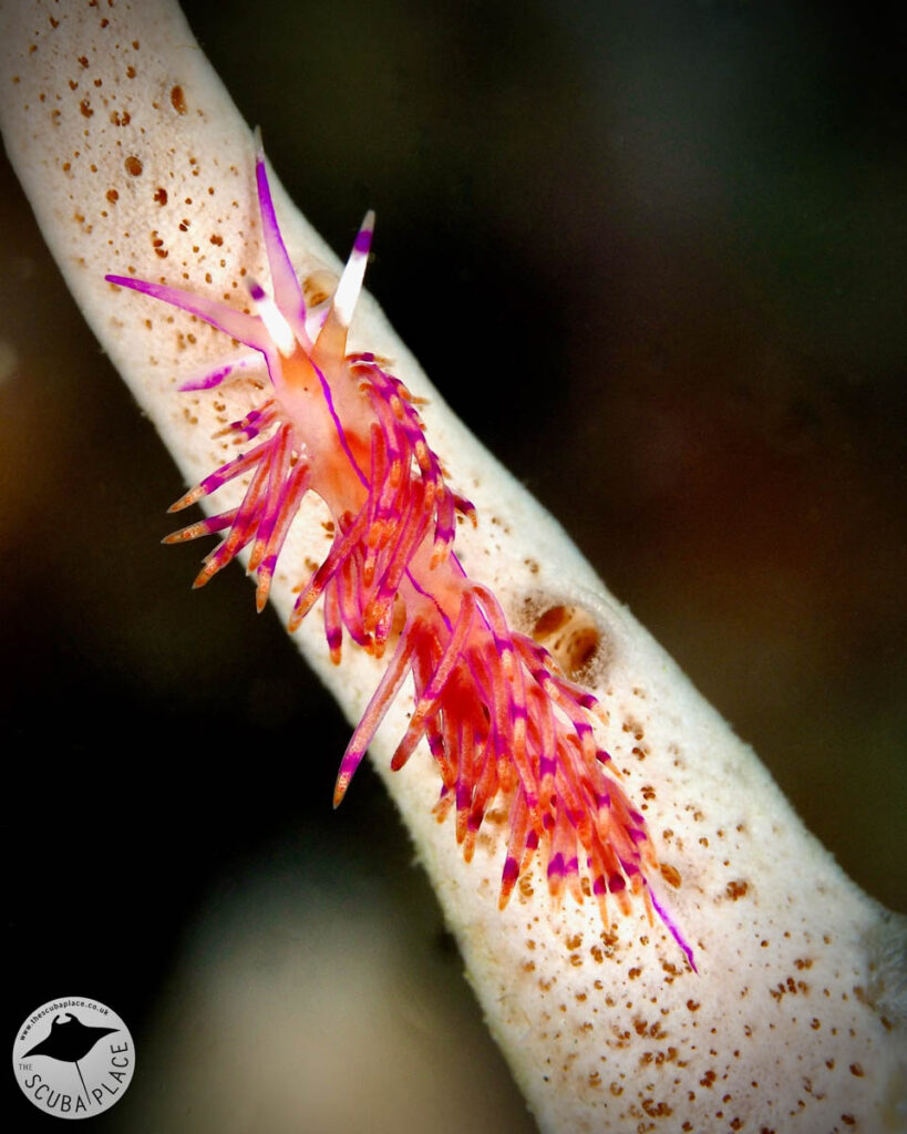 The Scuba Place - Lembeh