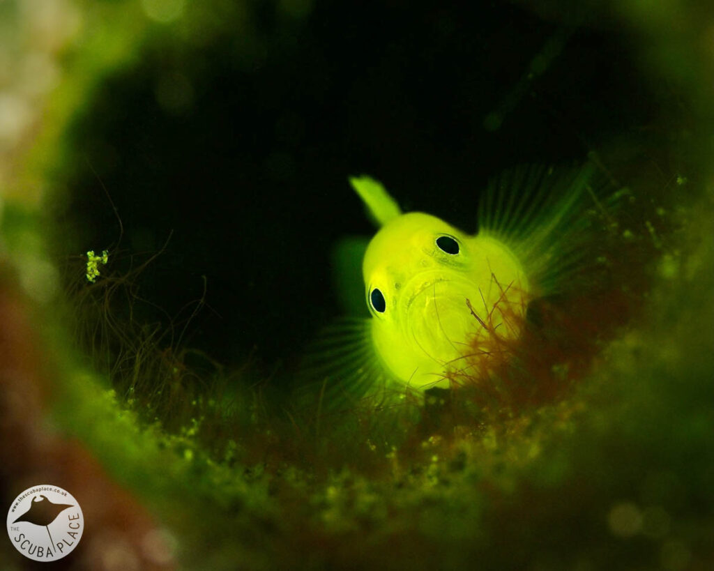 The Scuba Place - Lembeh