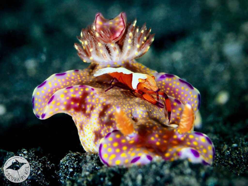 The Scuba Place - Lembeh