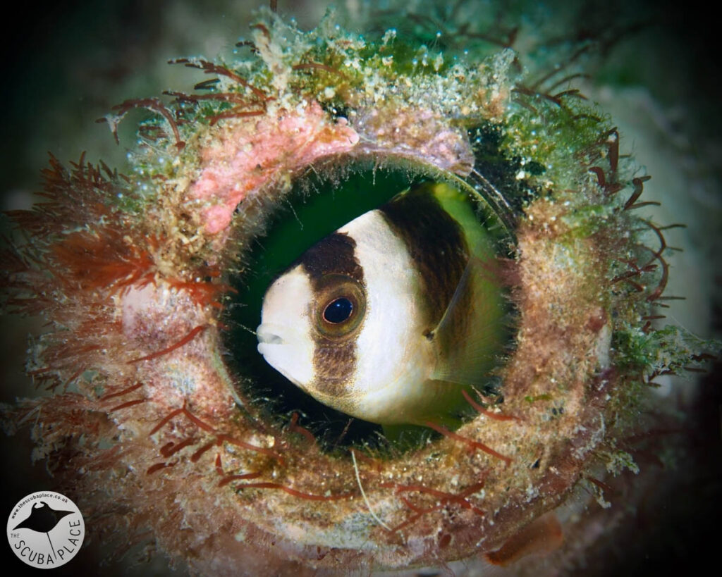 The Scuba Place - Lembeh