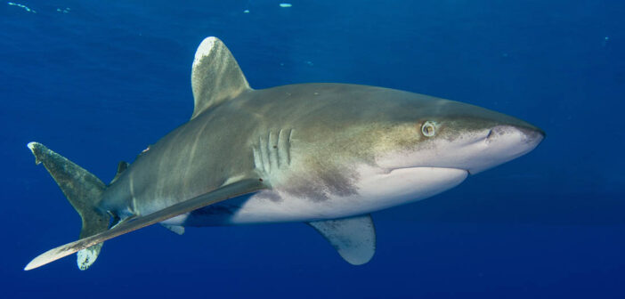 Shark Trust Asks Divers to help with Shark Sightings this Global Citizen Science Month