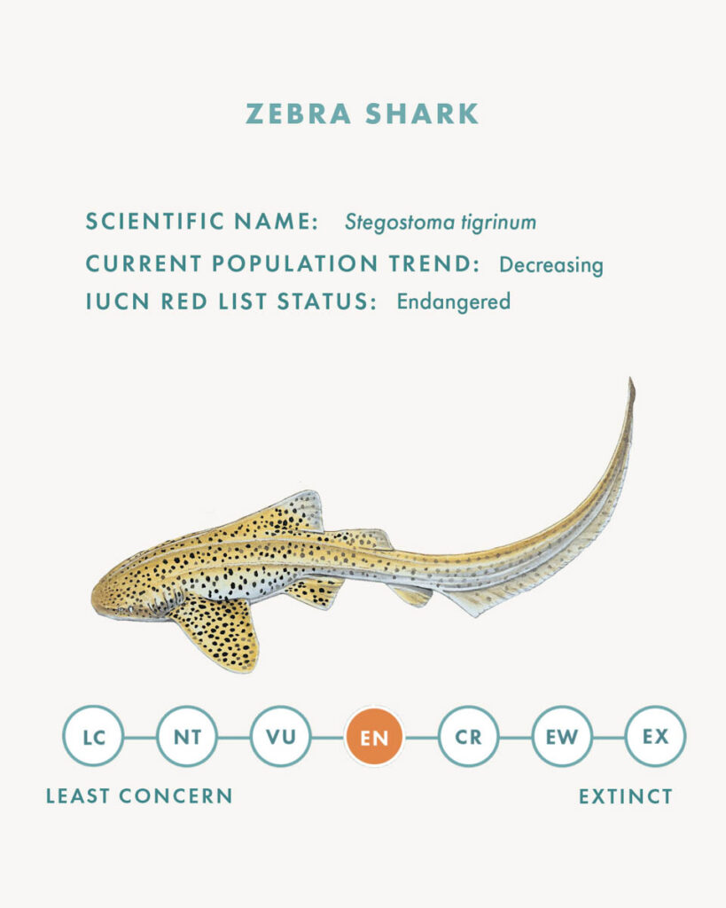 Zebra Shark