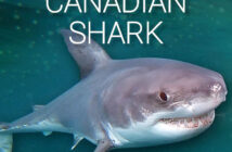 Great Canadian Shark