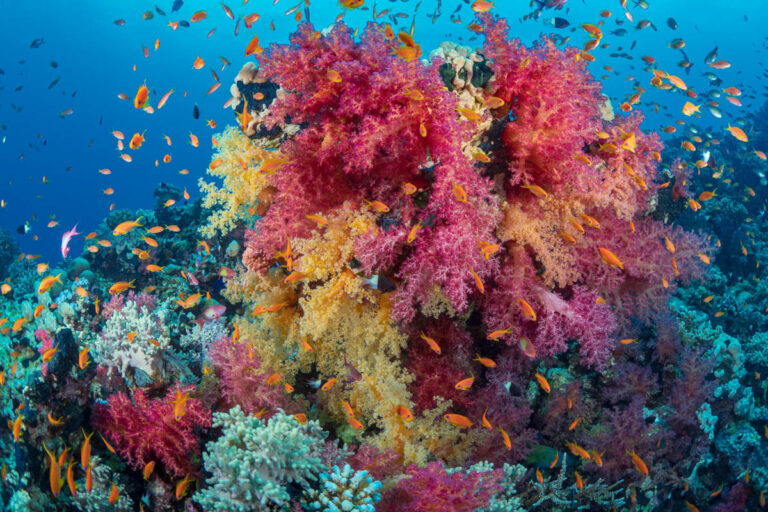 Egypt Launches Major UN-Backed Initiative to Protect Red Sea Coral Reefs and Support Sustainable Tourism Marsa Alam, Red Sea, Egypt