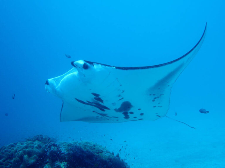 What Diving with Mantas Teaches About Grace Manta Ray at Cleaning Station
