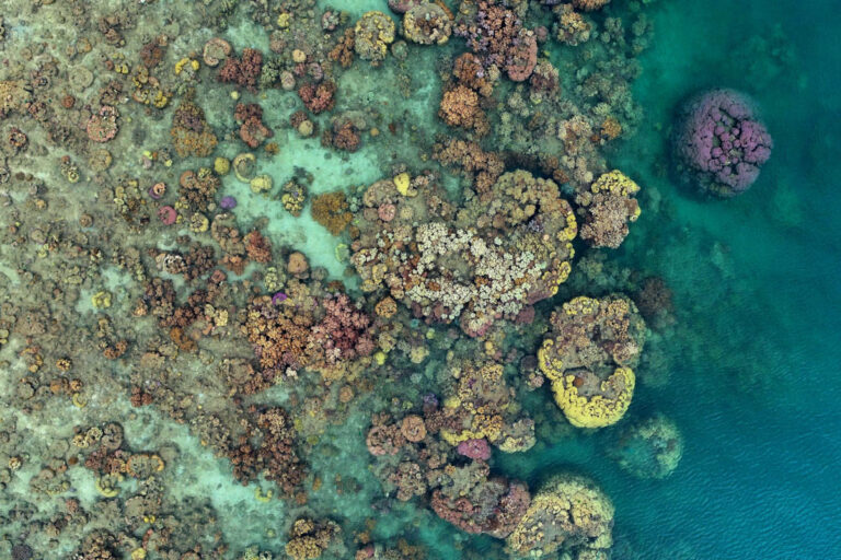 Coral Spawning: The Ocean’s Most Beautiful Secret Event Aerial Coral View